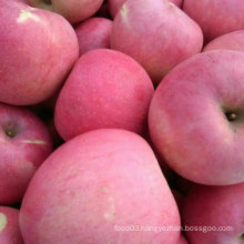 Professional Supplier of Chinese Fresh Qinguan Apple